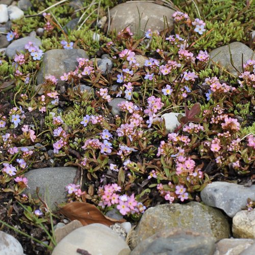 Bodensee-Vergissmeinnicht / Myosotis rehsteineri