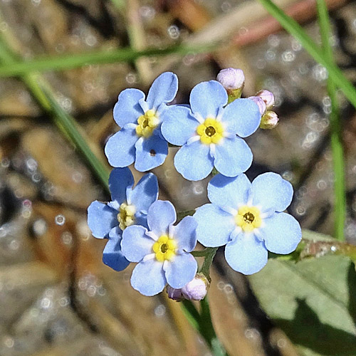 Sumpf Vergissmeinnicht Myosotis Scorpioides Portrait Aus Dem Online Herbarium Von Ursula Burri