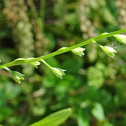 Sumpf-Vergissmeinnicht / Myosotis scorpioides