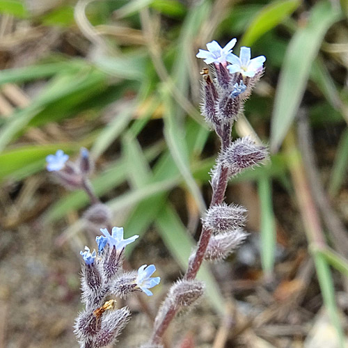 Sand-Vergissmeinnicht / Myosotis stricta