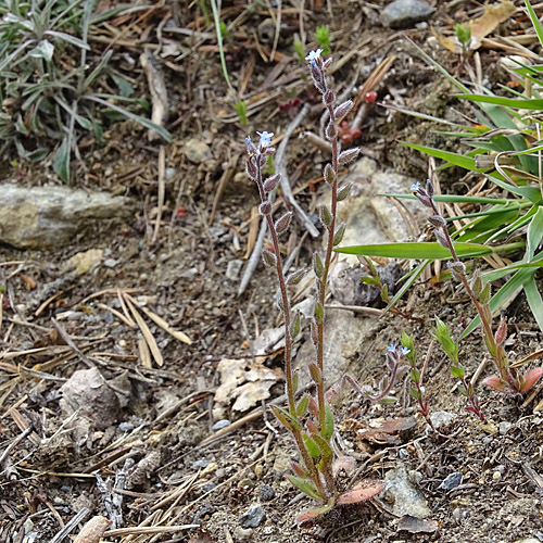 Sand-Vergissmeinnicht / Myosotis stricta