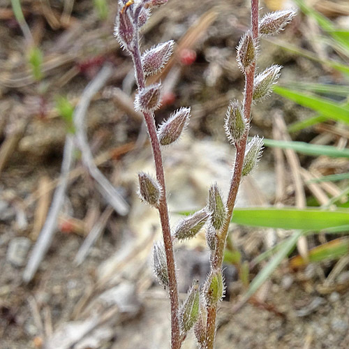 Sand-Vergissmeinnicht / Myosotis stricta