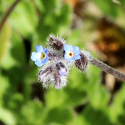 Sand-Vergissmeinnicht / Myosotis stricta