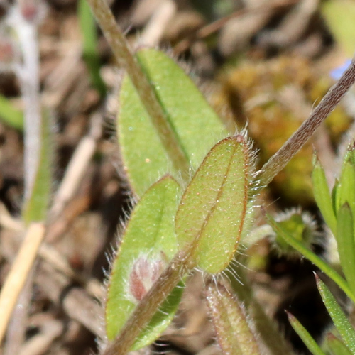 Sand-Vergissmeinnicht / Myosotis stricta