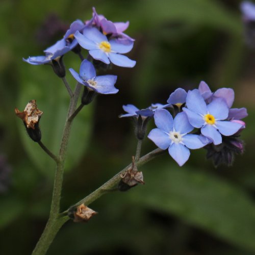 Wald-Vergissmeinnicht / Myosotis sylvatica