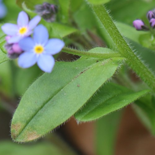 Wald-Vergissmeinnicht / Myosotis sylvatica