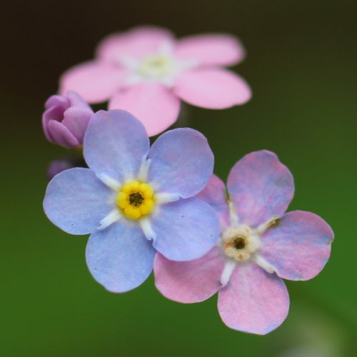 Wald-Vergissmeinnicht / Myosotis sylvatica