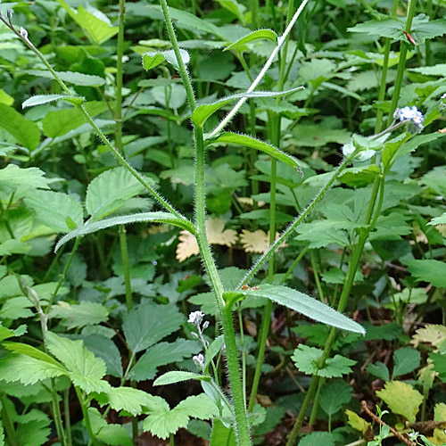 Wald-Vergissmeinnicht / Myosotis sylvatica