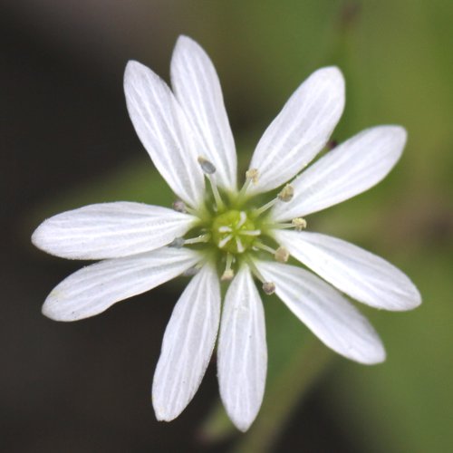 Wassermiere / Myosoton aquaticum