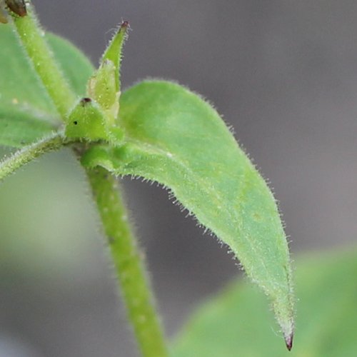 Wassermiere / Myosoton aquaticum