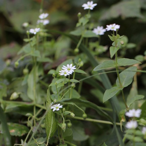 Wassermiere / Myosoton aquaticum