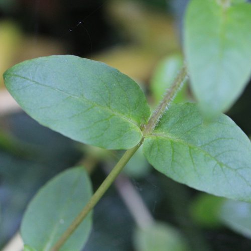 Wassermiere / Myosoton aquaticum