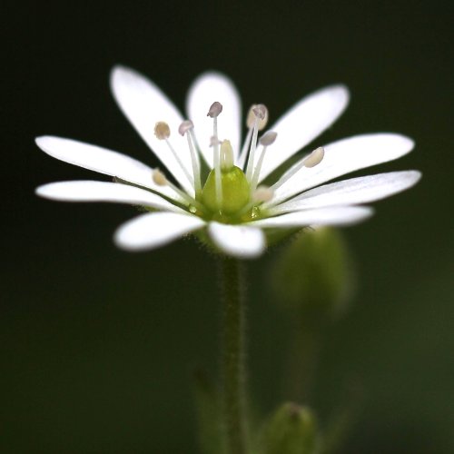 Wassermiere / Myosoton aquaticum