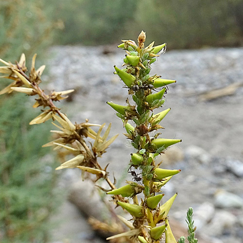 Deutsche Tamariske / Myricaria germanica