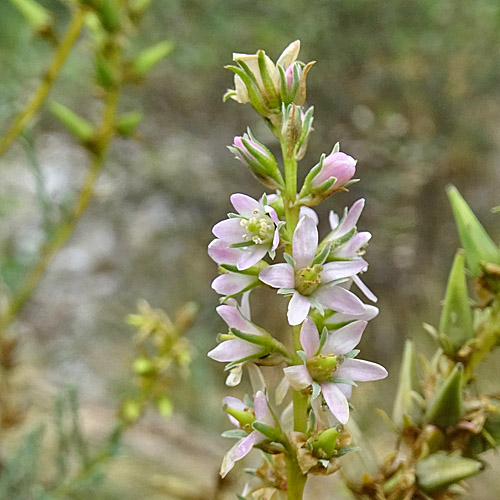 Deutsche Tamariske / Myricaria germanica