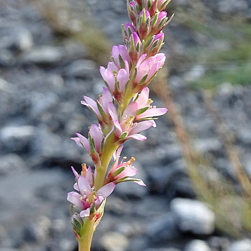 Deutsche Tamariske / Myricaria germanica