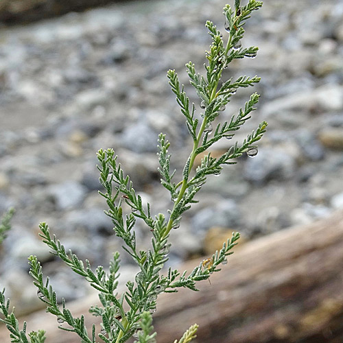 Deutsche Tamariske / Myricaria germanica