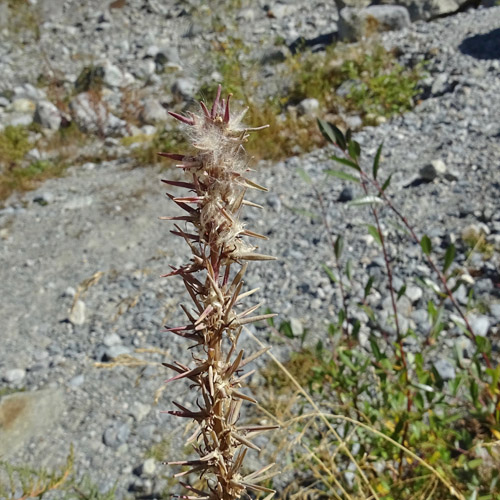 Deutsche Tamariske / Myricaria germanica