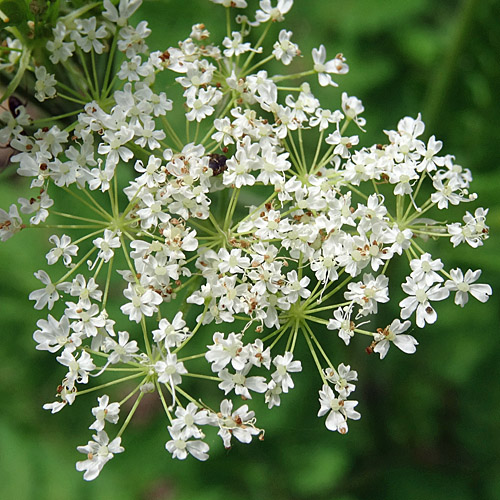 Süssdolde / Myrrhis odorata