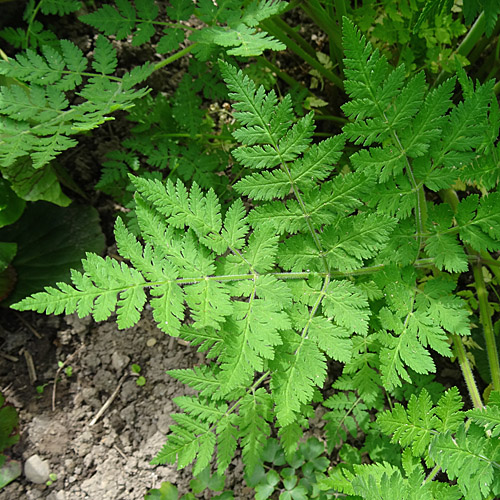 Süssdolde / Myrrhis odorata