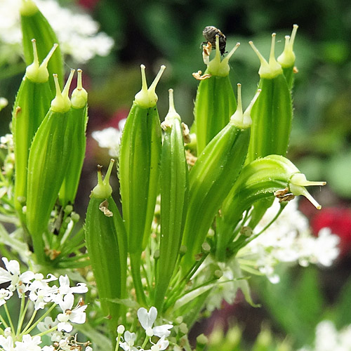 Süssdolde / Myrrhis odorata