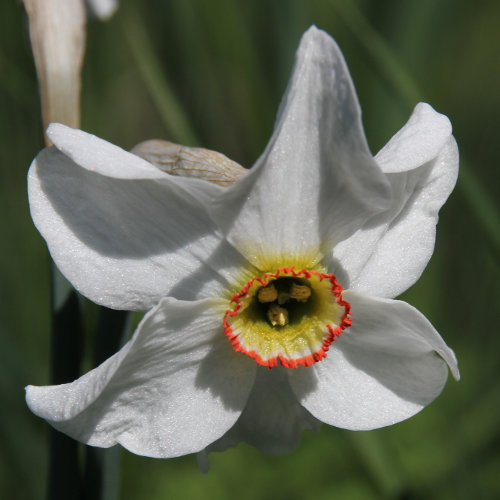 Weisse Garten-Narzisse / Narcissus poeticus