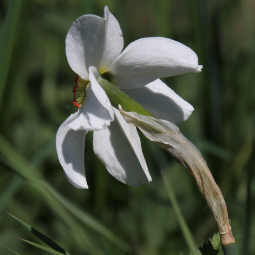 Weisse Garten-Narzisse / Narcissus poeticus