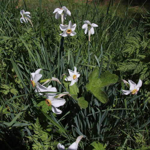 Weisse Garten-Narzisse / Narcissus poeticus