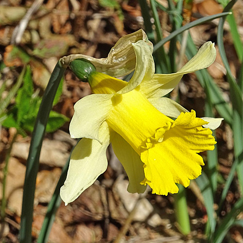 Osterglocke / Narcissus pseudonarcissus