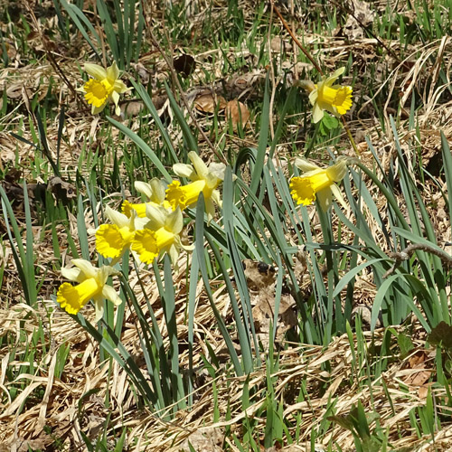 Osterglocke / Narcissus pseudonarcissus