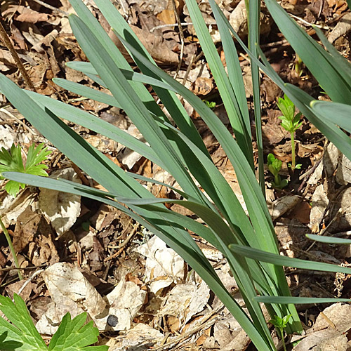 Osterglocke / Narcissus pseudonarcissus