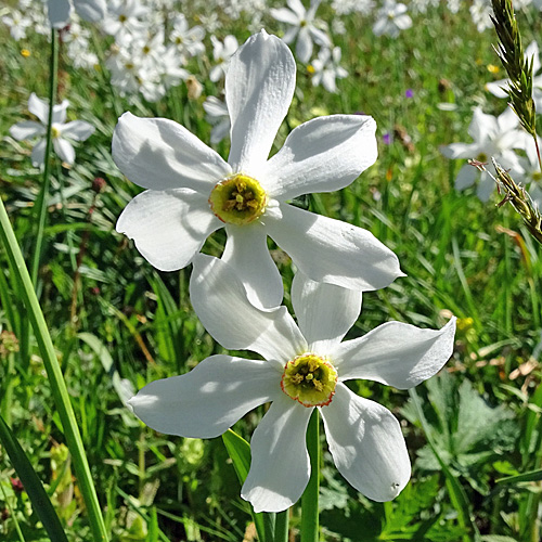 Weisse Berg-Narzisse / Narcissus radiiflorus