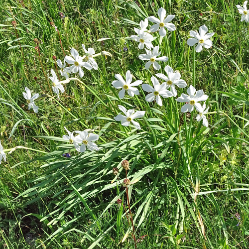 Weisse Berg-Narzisse / Narcissus radiiflorus