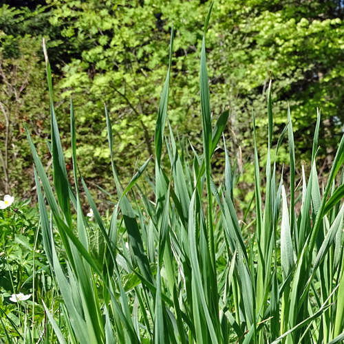 Weisse Berg-Narzisse / Narcissus radiiflorus