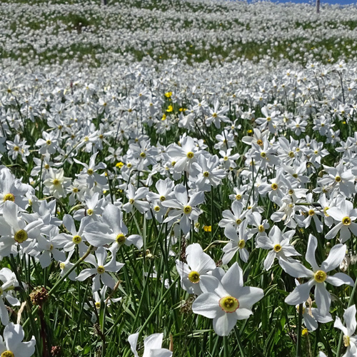 Weisse Berg-Narzisse / Narcissus radiiflorus