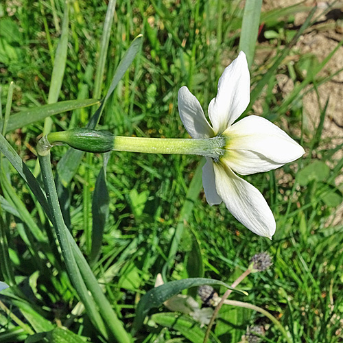 Weisse Berg-Narzisse / Narcissus radiiflorus