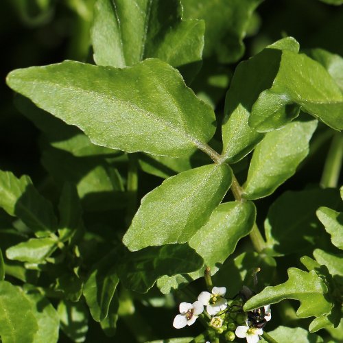 Echte Brunnenkresse / Nasturtium officinale