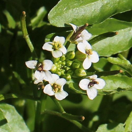 Echte Brunnenkresse / Nasturtium officinale