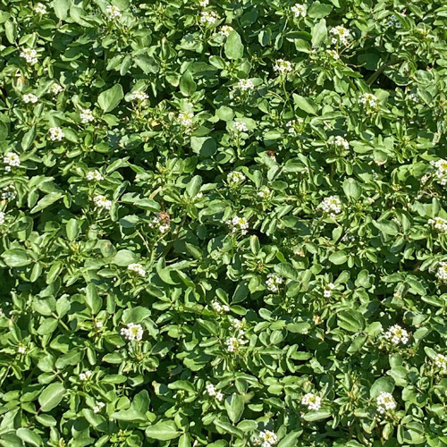 Echte Brunnenkresse / Nasturtium officinale