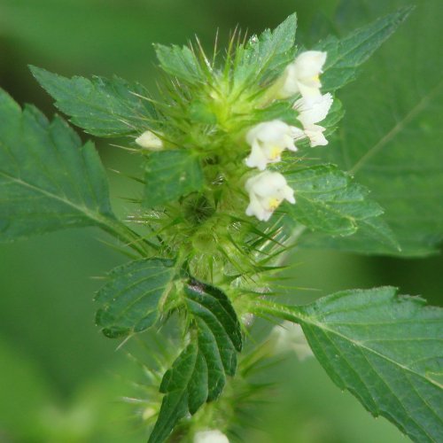 Echte Katzenminze / Nepeta cataria