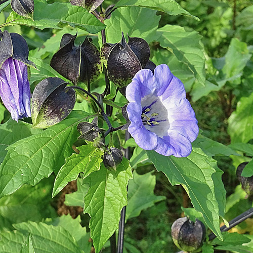 Giftbeere / Nicandra physalodes