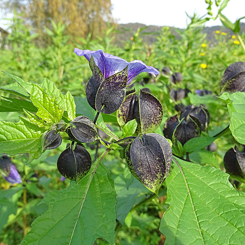 Giftbeere / Nicandra physalodes