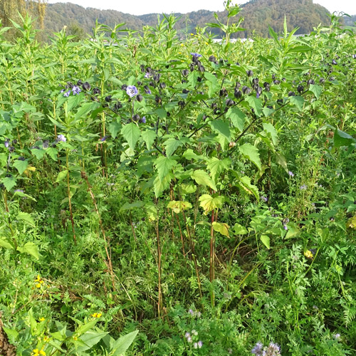 Giftbeere / Nicandra physalodes