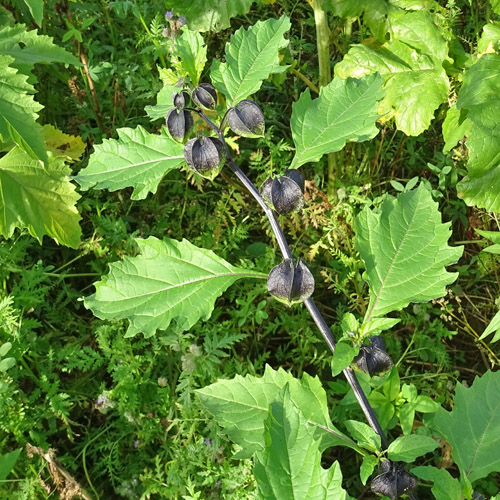 Giftbeere / Nicandra physalodes