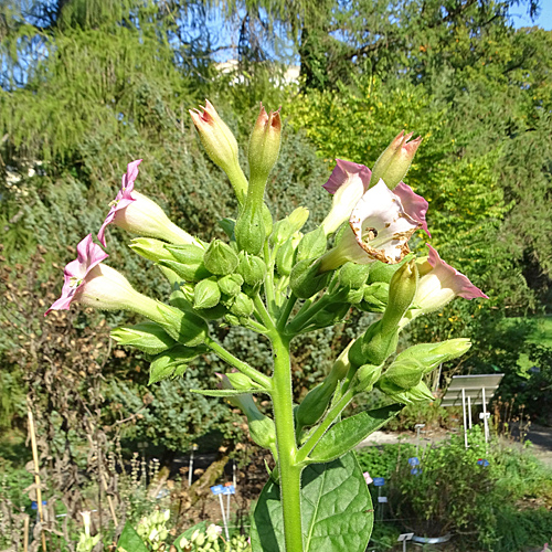 Virginischer Tabak / Nicotiana tabacum