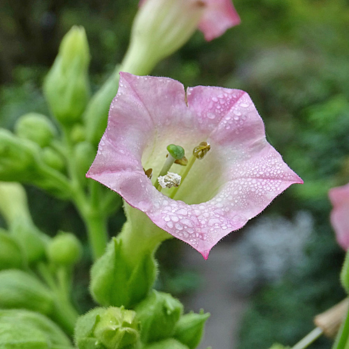 Virginischer Tabak / Nicotiana tabacum