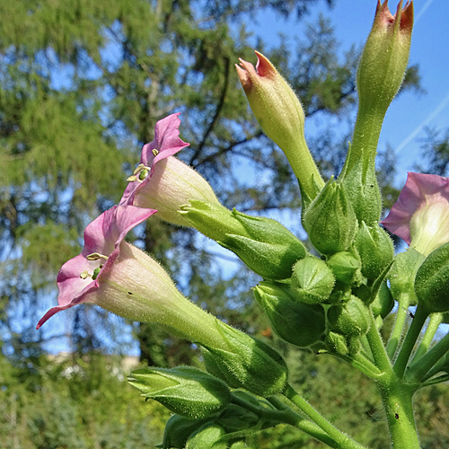 Virginischer Tabak / Nicotiana tabacum