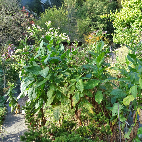 Virginischer Tabak / Nicotiana tabacum