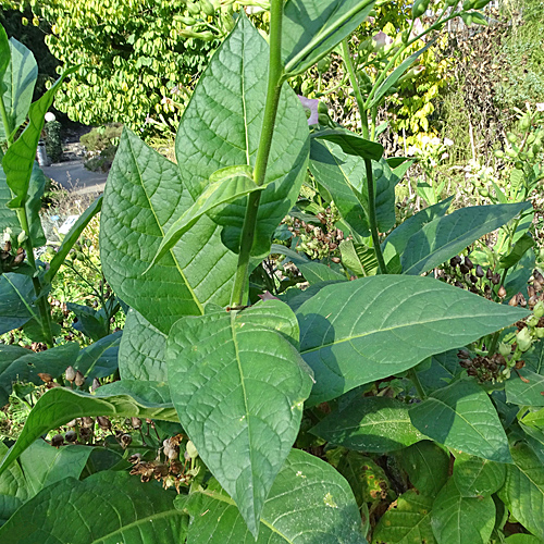 Virginischer Tabak / Nicotiana tabacum