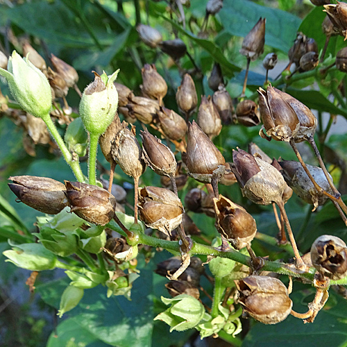 Virginischer Tabak / Nicotiana tabacum